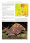 Preview: Chameleons of Africa